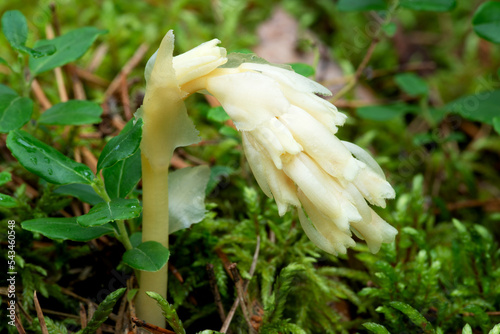 Parasitic plant Pinesap (False beech-drops, Hypopitys monotropa) in a pine forest