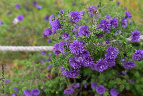 Purple ornamental flowers in the garden