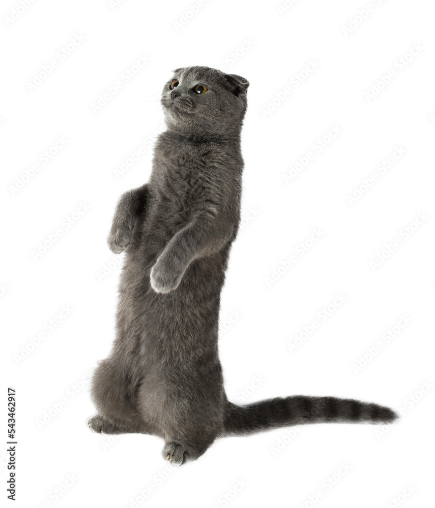 gray scottish fold cat stands on its hind legs without background