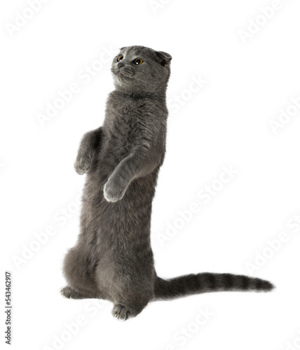 gray scottish fold cat stands on its hind legs without background photo