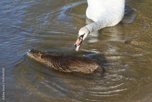 Schilderij op canvas swan chasing a nutria