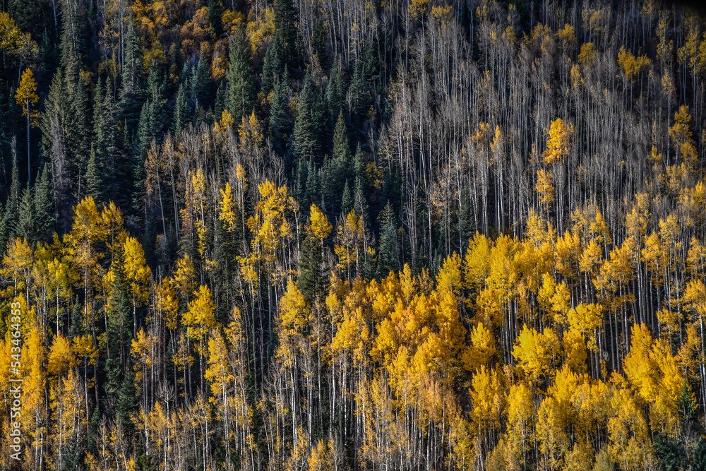 Autumn trees, Rocky Mountains, Colorado
