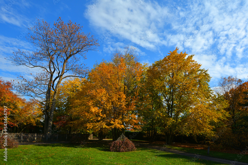 Fototapeta premium North america fall landscape trees from the bottom eastern townships Granby Quebec province Canada