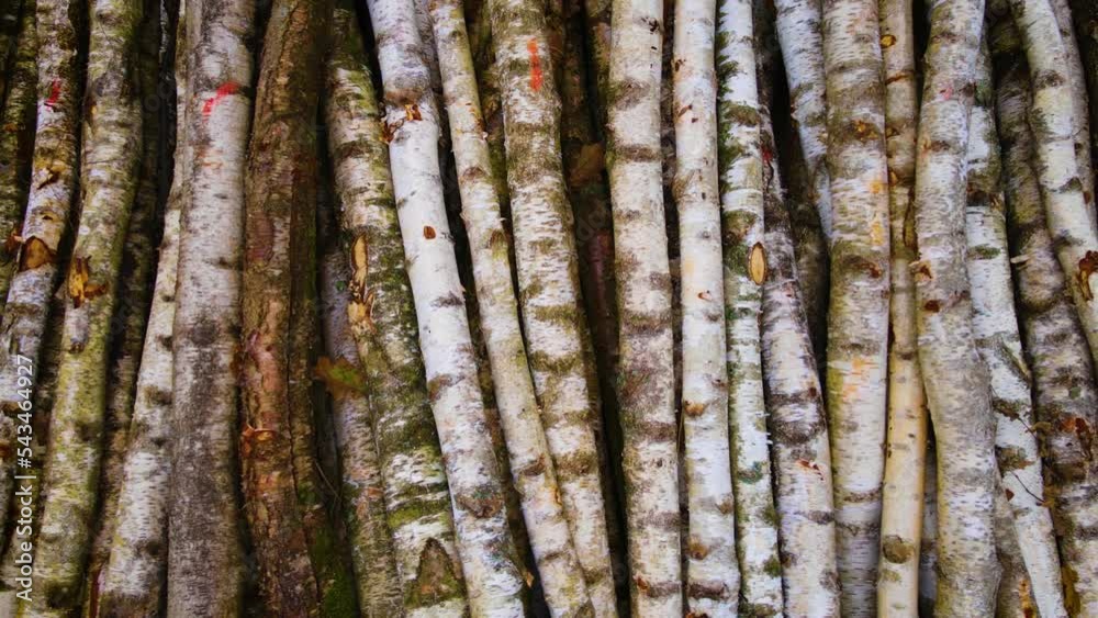 Top view long row of timber stock in autumn forest. Trees stock for further transportation to processing factory. Impact of deforestation and heavy industry on global ecological system