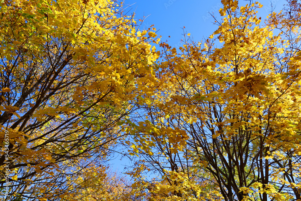 North america fall landscape trees from the bottom eastern townships Granby Quebec province Canada North america fall landscape trees from the bottom eastern townships Granby Quebec province Canada