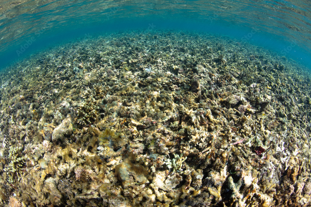 Filamentous algae has begun to grow on an Indonesian coral reef that has recently died due to high water temperatures.. 