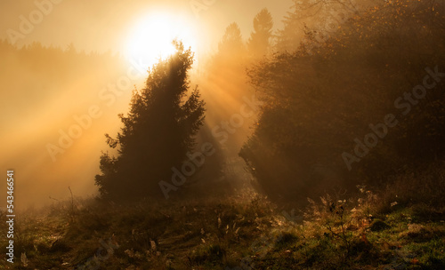 Drzewo ,promienie słońca w mglisty poranek