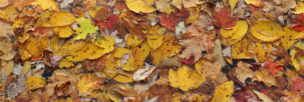 Red and yellow maples leaves form a spectacular scene on the tree Red and yellow maples leaves form a spectacular scene on the tree