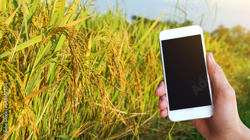 Ears of rice which are harvested already are in rice field with hand holding black screen mobile phone concept for using modern device to monitor agricultural product                               