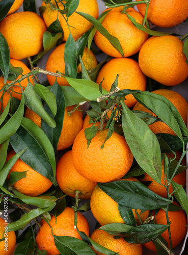 Spanish clementine  is a tangor, a citrus fruit hybrid between a willowleaf mandarin orange and a sweet orange photo