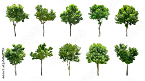 Collection Trees and bonsai green leaves. total 10 trees. (png) 