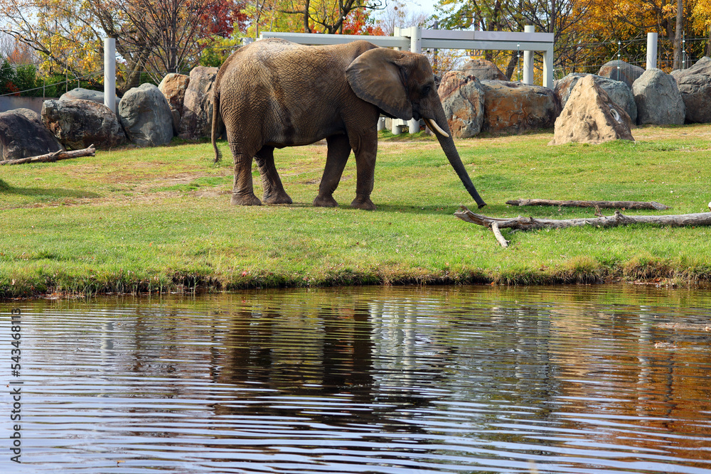 Fototapeta premium African elephant is elephant of the genus Loxodonta. The genus consists of 2 extant species: the African bush elephant, L. africana, and the smaller African forest elephant