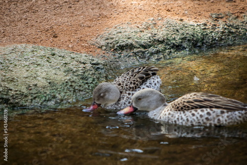 Pato tomando agua