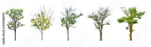Foto Collection Tree without leaves Black trunk and branches
