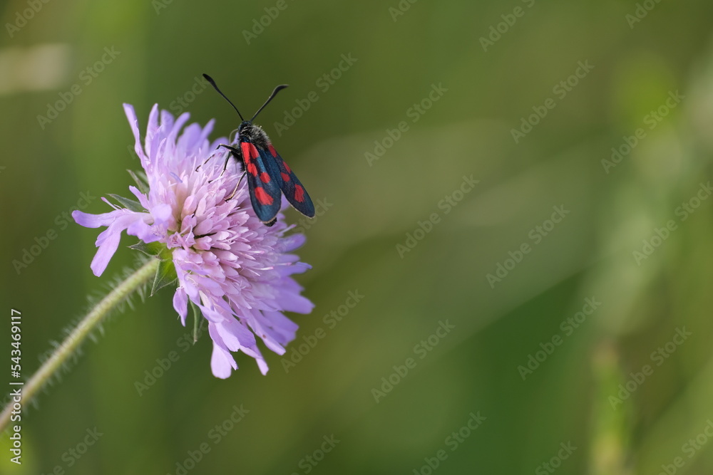 Fototapeta premium Six spot burnet moth on a purple wildflower close up