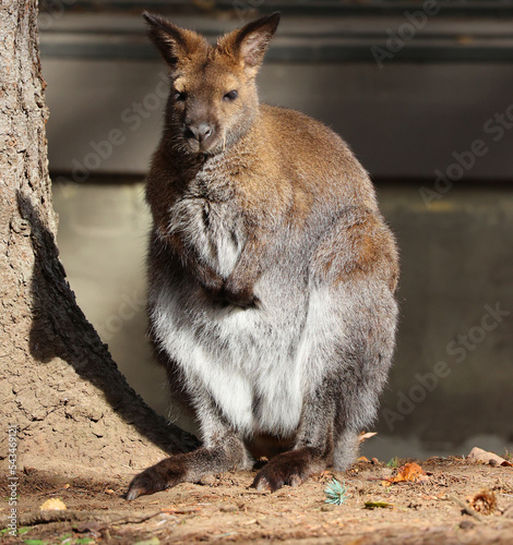 A wallaby is a small or middle-sized macropod native to Australia and New Guinea,