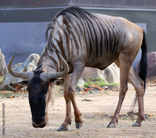 In fall the wildebeest or wildebai, also called the gnu is an antelope of the genus Connochaetes. It is a hooved (ungulate) mammal. photo