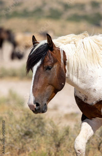 Beautiful Wild Horse in the Utah Desert in Summer