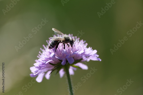 Macro close up of a bee on a blooming flower © Kati Moth