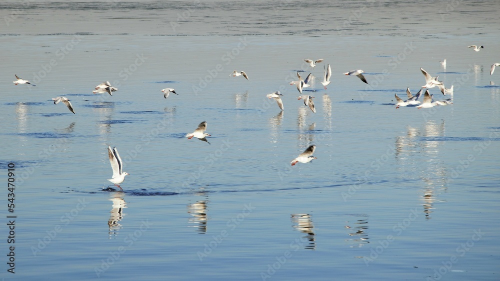 Seagulls spending time by the calm sea on a beautiful autumn morning.