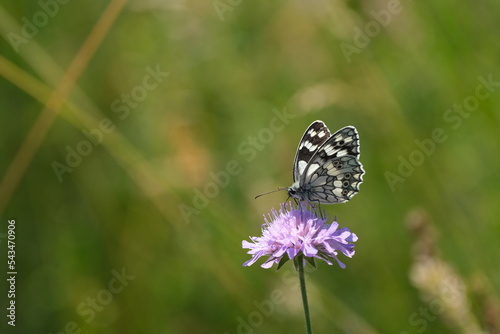 Close up of a black and white butterfly with closed wings resting on a purple flower in nature