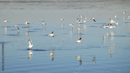 Seagulls spending time by the calm sea on a beautiful autumn morning. © ir!