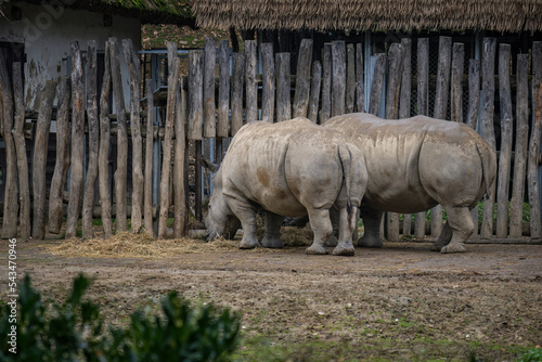 Rhino captive breeding and wooden enclosure. Fototapeta
