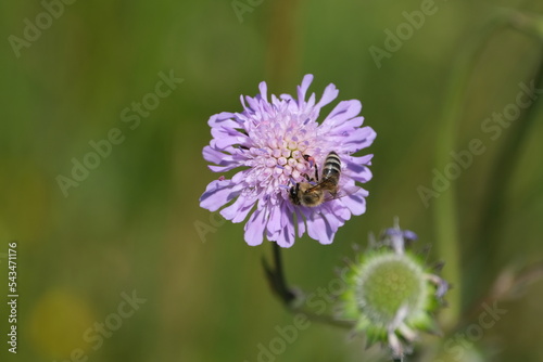Bee on a field scabious purple wild flower
