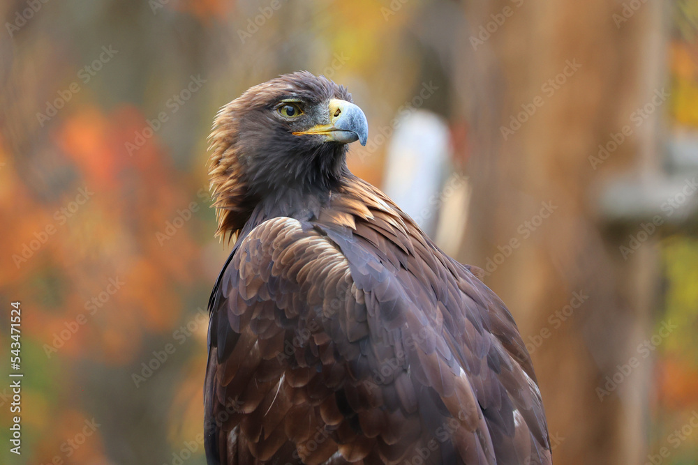 Fototapeta premium The golden eagle (Aquila chrysaetos) is one of the best-known birds of prey in the Northern Hemisphere. It is the most widely distributed species of eagle