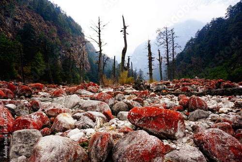 Foto Stones densely covered in red lichens