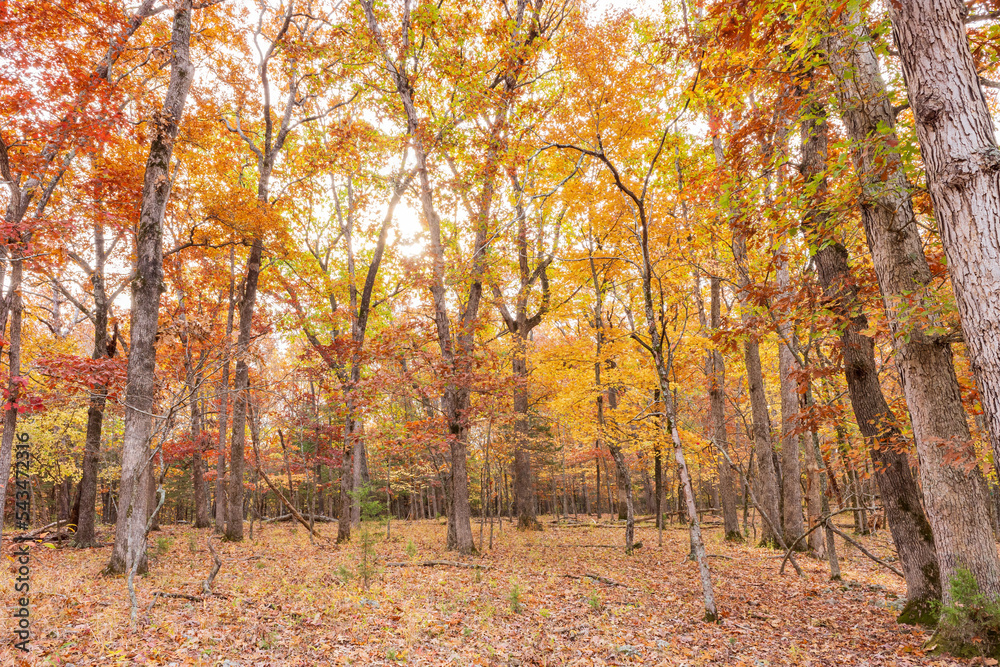 Overcast view of the fall color of a hiking trail in Lake of the Ozarks state Park