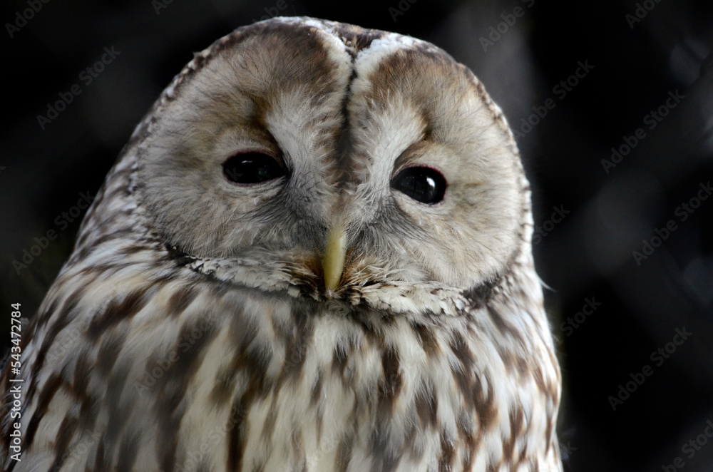 Fototapeta premium フクロウ