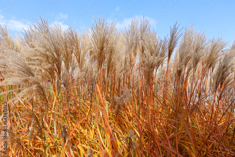 Fototapeta premium Poaceae or Gramineae is a large and nearly ubiquitous family of monocotyledonous flowering plants known as grasses, commonly referred to collectively as grass