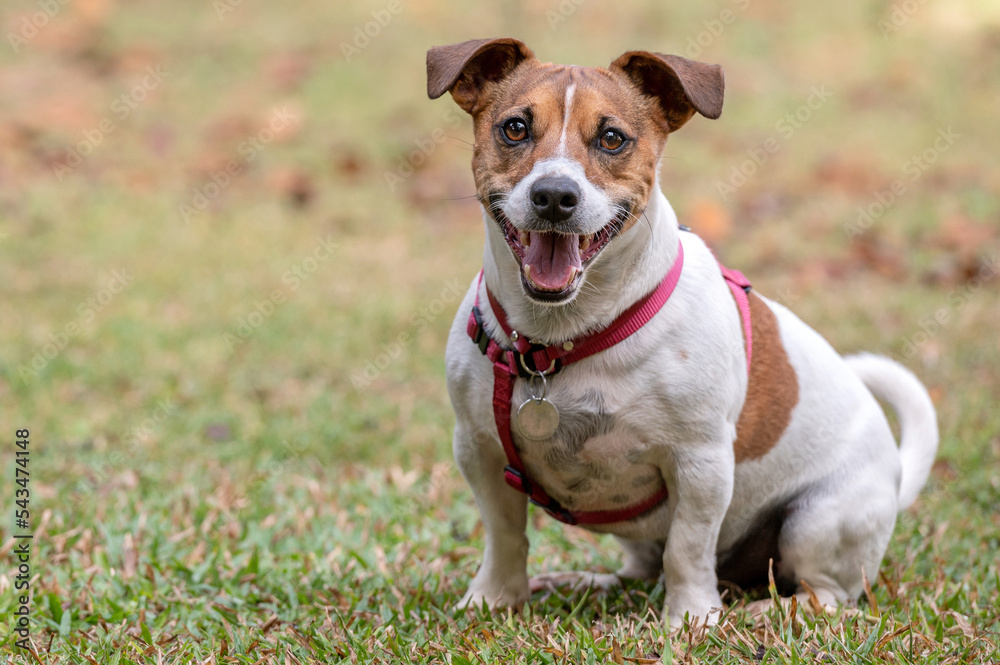 Jack Russel dog wearing red collar looking at camera on the green grass during a hot summer day