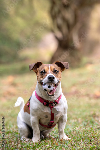 Jack Russel dog wearing red collar holding ball in its mouth posing on the green grass on a warm sunny day © Elayne