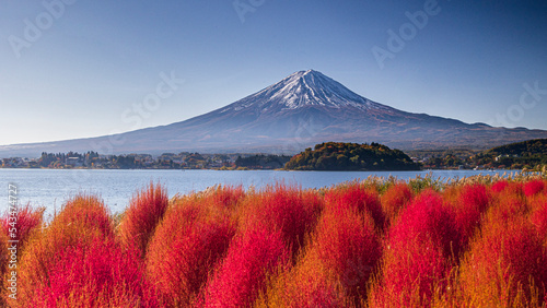 コキア の紅葉と富士山　絶景　秋　河口湖 photo
