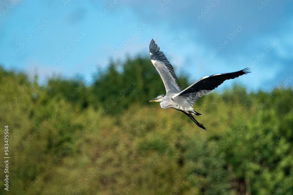 Grey Heron (Ardea Cinerea, Gråhäger) flying over the wetlands of Höje å outside of Lund, Sweden. Grey heron with green background flying with big wings. Swedish green heron up in the air Grey Heron (Ardea Cinerea, Gråhäger) flying over the wetlands of Höje å outside of Lund, Sweden. Grey heron with green background flying with big wings. Swedish green heron up in the air