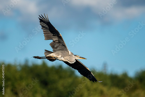 Grey Heron (Ardea Cinerea, Gråhäger) flying over the wetlands of Höje å outside of Lund, Sweden. Grey heron with green background flying with big wings. Swedish green heron up in the air