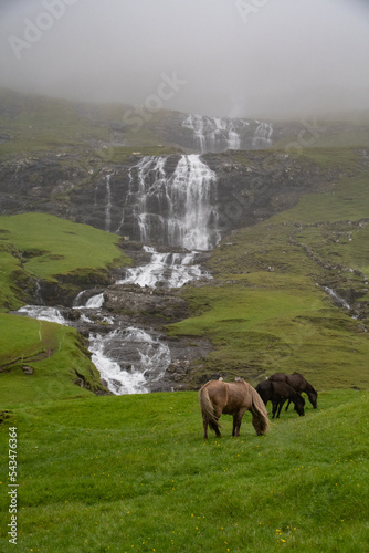 Pferde vor dem Wasserfall in Saksun, Insel Streymoy, Färöer-Inseln photo