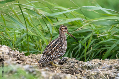 Eine Bekassine im Gras photo