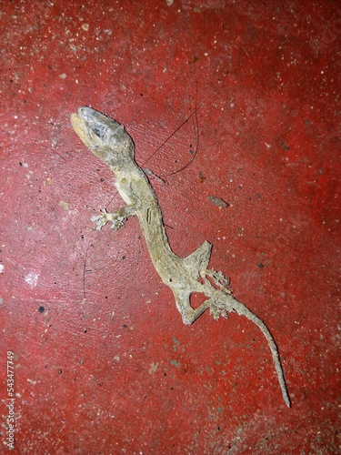 Sri Lankan house Gecko died with red background 2022 photo