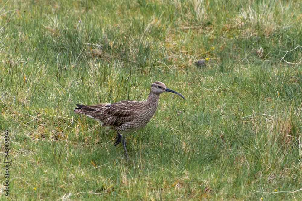 Ein Brachvogel läuft durch das Gras Ein Brachvogel läuft durch das Gras