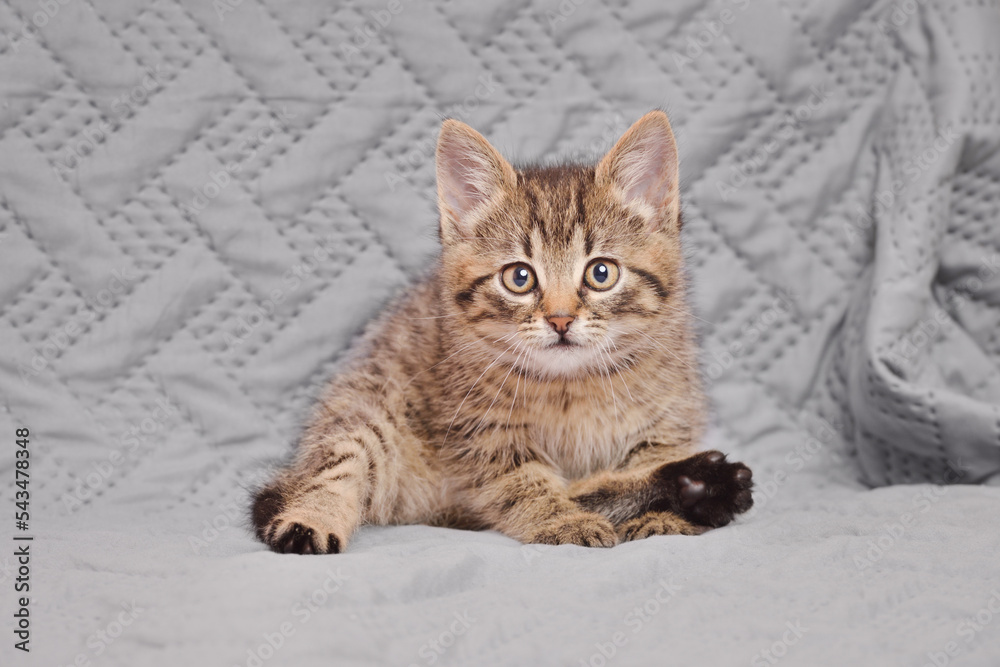 Funny cute striped kitten looking intently at the camera sits on a bedspread. Indoors from low angle view.