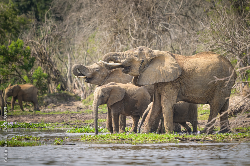 Fototapeta premium African bush elephants in Murchinson Falls National Park