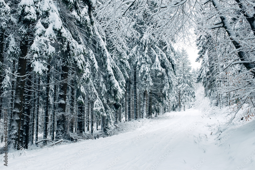 Foggy Winter Forest in Germany Foggy Winter Forest in Germany