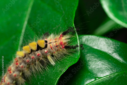 butterfly caterpillar, common brushtail, or antique wave, or antique brush, Orgyia antiqua photo