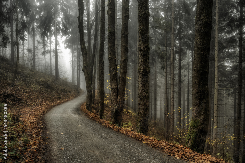 Empty road through the foggy autumn forest Empty road through the foggy autumn forest