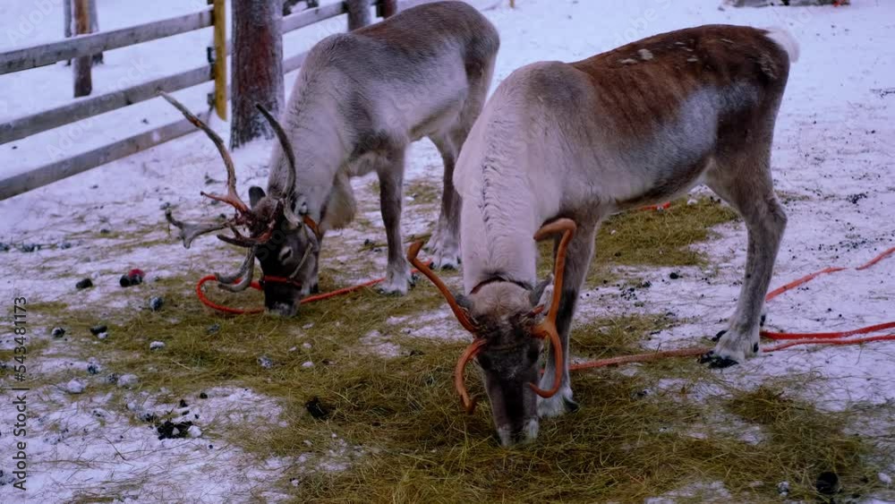 two domesticated Finnish tundra reindeer harnessed, Rangifer tarandus