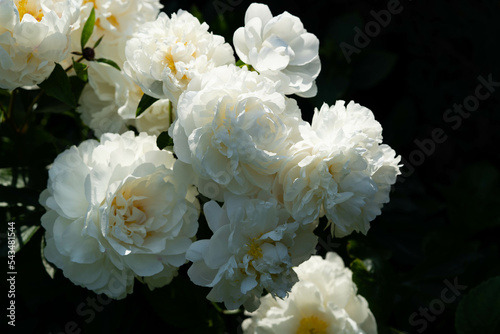 Die milchweiße Pfingstrose Paeonia lactiflora auch Chinarose genannt photo