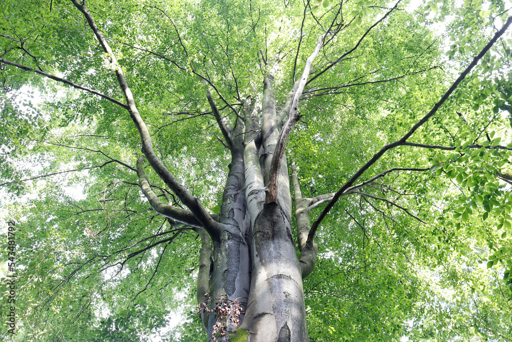 Fototapeta premium tree in the forest